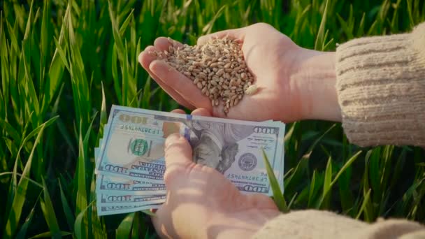 Mãos de agricultor adulto segurando grãos de trigo e notas de dólar na palma da mão. Cevada após boa colheita contra fundo de campo agrícola verde com culturas — Vídeo de Stock