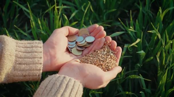 Contadino che tiene monete di grano e metallo. Mani maschili a coppa versando chicchi di grano intero. Orzo in palme buon raccolto — Video Stock