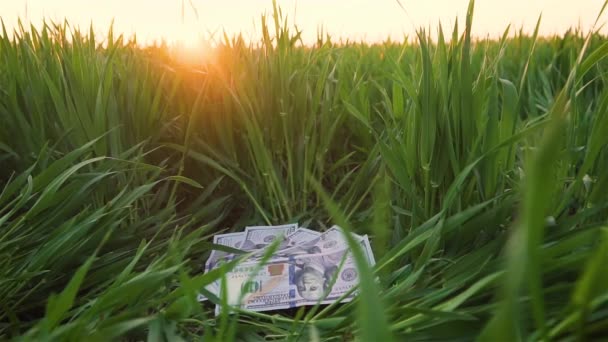 Wheat grain slowly falling on few banknotes of dollars money on green field with agricultural crops in rays of sun — Stock Video