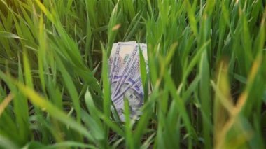 Birkaç dolarlık banknotların üzerine düşen kuru buğday taneleri baharda yeşil filizlerin arasında, günbatımında yavaş çekimde yatıyor.