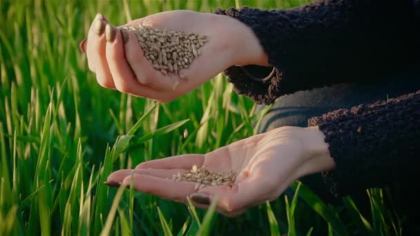 Colpo di luce del giorno al rallentatore di una manciata di chicchi di grano che cadono dalle tradizionali mani contadine di campagna — Video Stock
