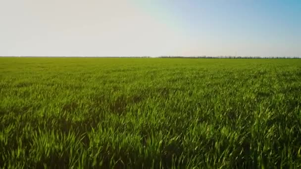 Bela paisagem de campos agrícolas verdes com culturas em crescimento renunciando sob vento soprando ao pôr do sol da primavera — Vídeo de Stock