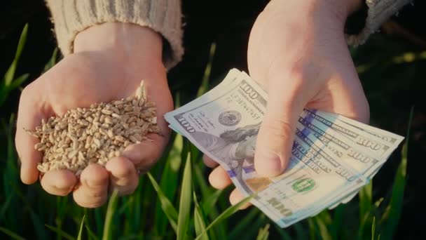 Фермер держит зерно и деньги. Мужчина обхватил кулаками руки, заливая зерна пшеницы. Ячмень в пальмах хороший урожай — стоковое видео