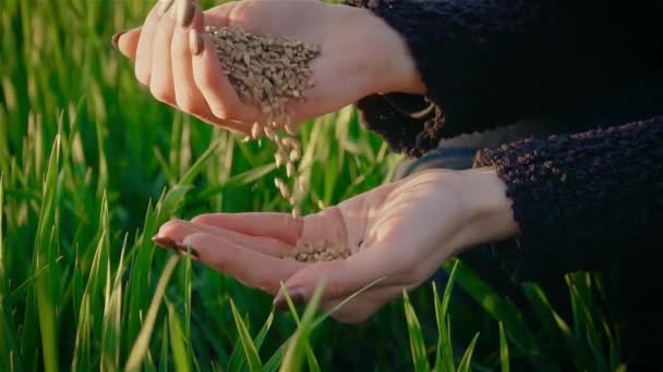 Grãos de trigo caindo na palma da mão agricultor fêmea em close-up, câmera lenta.Pessoa irreconhecível ao pôr do sol na primavera — Vídeo de Stock