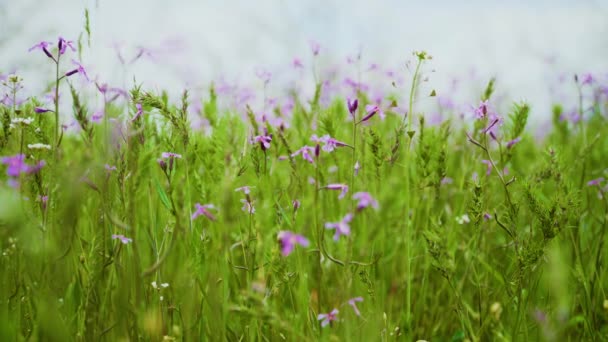 Flores de margarida roxas em prados de campo atira na câmera constante em montanhas alpinas em luzes nubladas — Vídeo de Stock