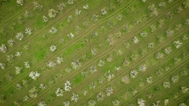 Vue du haut vers le bas sur un grand jardin avec des fleurs blanches de cerisiers en fleurs. Peut être utilisé comme texture ou fond — Video