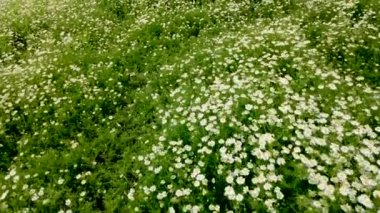 Büyük yeşil çayırlar ve rüzgarda sallanan beyaz yapraklı papatyalar.