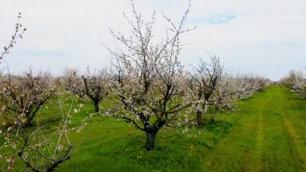 Cerezos en flor con ramas con flores blancas en gran jardín en la región del condado — Vídeos de Stock