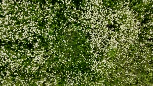 Pole rumianku roślin pod wiatr blisko. Scena bajki z kwitnącymi ziołowymi kwiatami medycznymi z białymi płatkami — Wideo stockowe