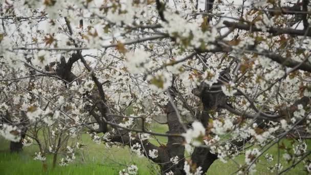 Ramos de árvore de floração de cerejas de frutos de pedra no início da primavera — Vídeo de Stock