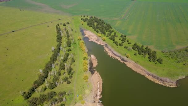 Ряди штучно посаджених дерев через берег річки з зеленою водою і сухим очеретом — стокове відео