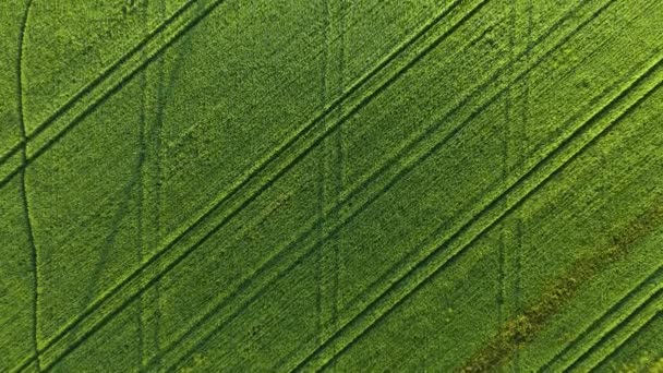 Вид зверху вниз на зелене нескінченне поле з вирощуванням зернових культур пшениці навесні зі слідами коліс агрономічної техніки. Може використовуватися як текстура — стокове відео