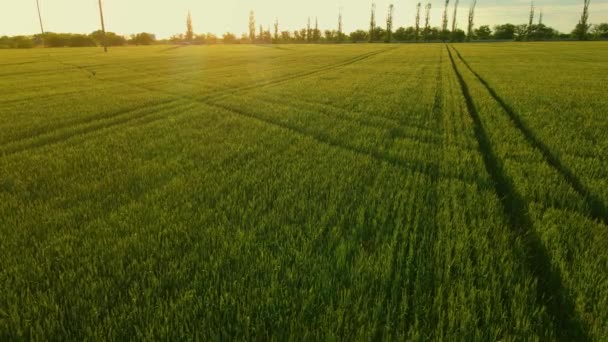 Hermosa puesta de sol de hadas sobre un gran campo verde con cultivos crecientes de cebada en primavera con rastros de ruedas de maquinaria agronómica — Vídeo de stock