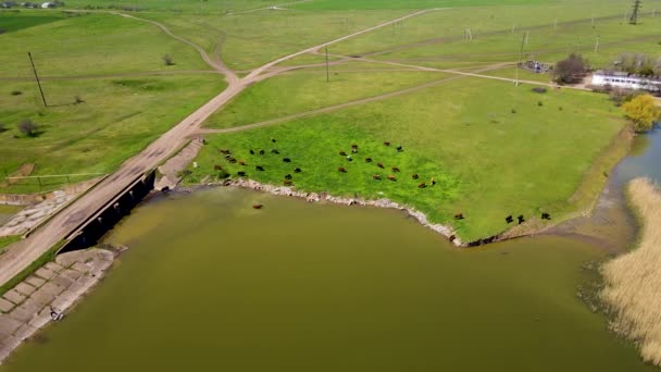 Herd van rurale koeien grazen in weide nabij brug met verlaten dam op droge rivier — Stockvideo