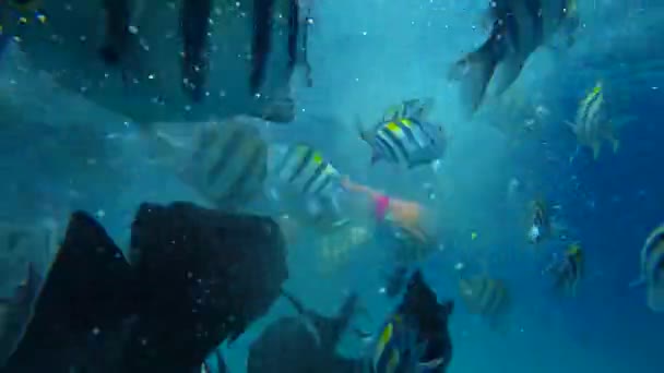 Mergulhador subaquático alimenta peixes marinhos coloridos em recifes de corais tropicais. Vida marinha e paisagem marinha oceânica — Vídeo de Stock