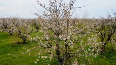 Bahar çiçekli kiraz ağaçları ve büyük bir bahçede açan dallar.