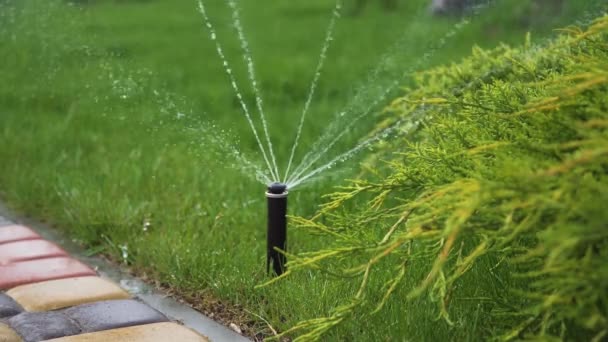 Sprinkler head watering green grass lawn. Smart garden activated with full automatic sprinkler irrigation system working in park close up — Stock video