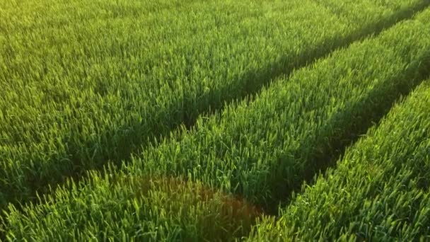 Bela vista do infinito campo agronômico verde com culturas no dia de primavera ao pôr-do-sol com flares de lente — Vídeo de Stock