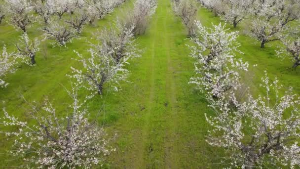 Rader av blommor körsbärsträd med grenar med vita blommor i stor trädgård i den europeiska regionen — Stockvideo