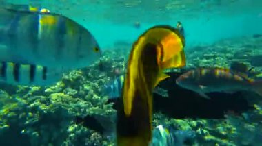 Renkli mercan resiflerindeki tropikal harika balıklar okulunu kapatın. Arka planda Mısır, Kızıldeniz 'de su yüzeyi olsun. Su altı görüntüleri