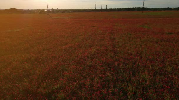 Elokuvallinen seuranta drone laukaus läpi kentän punaisia unikkoja auringonlaskun aikaan — kuvapankkivideo