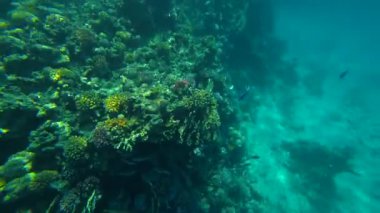 Meraklı balık sürüsü yüzer ve mercan resiflerine bakar. Okyanustaki renkli sualtı yaşamı