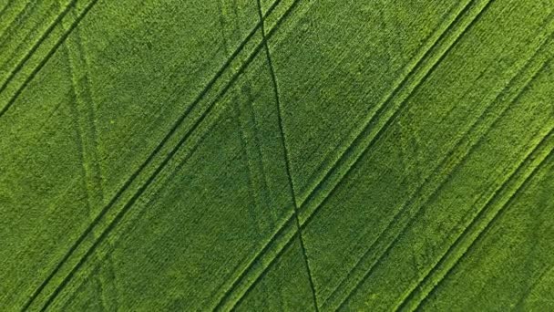 Vue du haut vers le bas sur le champ agronomique vert avec des cultures de blé le jour du printemps avec des traces de roues de machines agronomiques après la fertilisation — Video