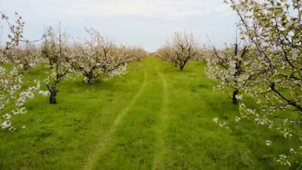 Rzędy kwitnących wiśni w pobliżu gałęzi z małymi zielonymi liśćmi i białymi kwiatami i zieloną trawą ze śladami kół ciągnika — Wideo stockowe