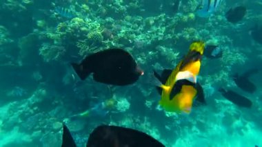 Sualtı tropikal mercan resifleri. Mısır deniz balığının altında. Renkli deniz yaşamı ve okyanus dünyası ve deniz manzarası
