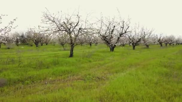 Kwitnące jabłonie z białymi kwiatami na gałęziach w dużym ogrodzie. Naturalna rama. Widok malowniczego krajobrazu — Wideo stockowe