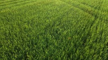 Hava sineması klibi: İHA gün batımında yeşil buğday tarlasında uçar