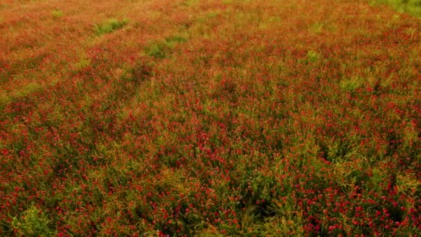 Spektakuläres rotes Mohnfeld in der Landschaft bei Sonnenuntergang am Abend — Stockvideo