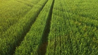 Sonsuz yeşil tarla manzarası bahar günü gün batımında buğday mahsulleri mercek alevleri ve gübrelemeden sonra tarımsal makinelerin tekerlekleri.