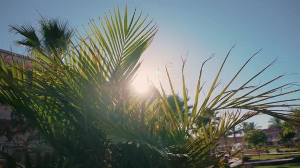 Promienie wieczornego słońca nad arabskim domem przez liście i gałęzie zielonej palmy w ciepły dzień — Wideo stockowe