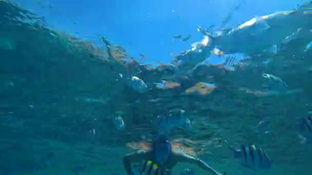 Zavřete podvodní tropické korálové útesy. Dívám se na Egypt pod mořskými rybami. Ponořit se do barevného mořského života a oceánského světa a mořské krajiny — Stock video