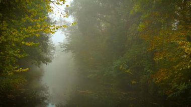Karanlık ormanlarla çevrili sessiz bir nehir gizemlerle dolu bir atmosfer yaratıyor. Büyülü buhar ruhani güzelliği yayıyor, Cadılar Bayramı arifesi. Yoğun ağaçlarla gizlenmiş sisli su yolu belirsizlikle parlayan sislerin içinde soluyor.
