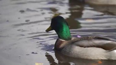 Drake sakin yansıtıcı gölette huzur içinde süzülüyor. Parıldayan yeşil kafalı Mallard zarif bir şekilde yüzüyor. Vahşi ördek huzurlu doğal ortamda yüzüyor. Huzurlu sulak arazide dinlenen su kuşu.