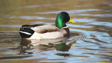 Vahşi ördek su yüzeyinde yüzüyor, zarifçe hareket ediyor. Drake kuşu dalgalı gölette süzülerek yumuşak yansımalar yaratıyor. Mallard sakin bir şekilde ışıldayan suda yüzüyor, sakin bir ortamın tadını çıkarıyor. Su kuşu huzur içinde süzülüyor