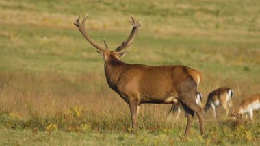 Büyük boynuzları olan kırmızı geyik gün ışığı altında açık çayırda dik duruyor. Otlak arazide görkemli geyik gözlemciliği. Güçlü vahşi geyik, vahşi doğada gururla duruyor. Huzurlu bir yerde soylu bir geyik sürüsü yakınlarda otluyor.