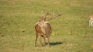 Kırmızı geyik, yeşil çayırda, karaya vurmuş geyiğin yanında başını çeviriyor. Görkemli erkek geyik açık çayırlara bakıyor. Huzurlu doğal ortamda boynuzlu geyik gözlemi. Güçlü sonbaharda zarif bir şekilde duran baskın geyik.