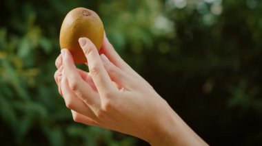 Taze kivi tutan kadının iki eli de bulanık doğal arka planı var. Güneş ışığında açık havada olgun kahverengi meyveler sergileyen bir kadın. Sulu kiviyi canlı bir ortamda nazik bir dokunuşla sunan bir bayan.