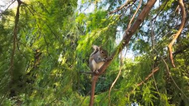 Ağaç dalında fındık tutan sincap. Yurtiçi kemirgenler vahşi yaşamı koruma sembolü ekolojik denge ve sürdürülebilirliği gösteriyor. Ağaç dalında dinlenen kemirgen tohumu.