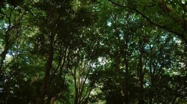 Birleşik Krallık 'taki şehir parkında kalın ağaç tepe örtüsünden süzülen güneş ışığı. Kamu parkında yeşil tavanı oluşturan uzun ağaçlar. Bereketli yaz yaprakları doğal ortamda gölgeli bir alan yaratıyor.