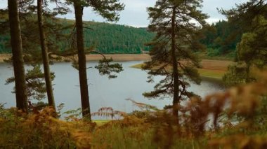 Huzurlu ve Çarpıcı Lakeside Orman Sahnesi Güzel Sonbahar Renkleriyle süslenmiştir