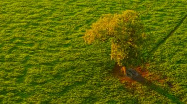 Muhteşem meşe ağacı gün batımında canlı yeşil çayırda tek başına duruyor. Sıcak akşam güneşi altında çimenli bir alanda büyüyen güzel bir ağaç. Büyük meşe ağacı yemyeşil çayırların üzerinde altın saat ışığında parlıyor.