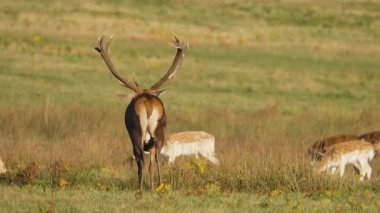 Kızıl geyik, çimenli çayırlarda genç ve nadasa bırakılmış geyik sürüsünün arasında duruyor. Büyük boynuzları olan görkemli geyik açık alanda etrafı gözetliyor. Benekli geyik sürüsü yükselen geyiğin etrafında huzur içinde otluyor. Vahşi geyik grubu dinleniyor ve doğal olarak besleniyor.