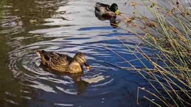Sakin gölde yüzen vahşi ördek yemek yiyor. Beslenmek için suda yüzen Drake kuşu. Mallard yiyecek bulmak için gölette süzülüyor. Su kuşu doğal ortamında huzur içinde yüzüyor.