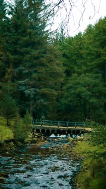 Tahta köprü, yüksek yeşil ağaçlarla çevrili sakin orman deresini geçiyor, dikey yönelim. Orman vadisinden akan küçük bir nehir bulutlu gökyüzünün altında. Dalgalı su ve yoğun yapraklarla sakin bir atmosfer oluşturan huzurlu doğa sahnesi