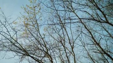 Açık gökyüzüne uzanan çıplak ağaç dalları. Parlak bir atmosfer altında uzanan yapraksız orman uzuvları. Açık mavi arkaplanda bahar dalları beliriyor