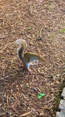 Yaralı sincap orman zemininde topallayarak yiyecek arıyor. Yaralı aç kemirgen yaralı pençelerini tutarken dikkatli hareket ediyor. Zayıf orman sincabı görünür yaralanmasına rağmen yiyecek bir şeyler arıyor.